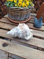 Oude Schelp  ** Mimosa **, Ophalen of Verzenden, Schelp(en)