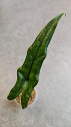 Alocasia Sabrina Narrow, Ophalen of Verzenden, Halfschaduw, Minder dan 100 cm