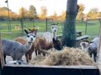 Kudde alpaca's, Januari, Meerdere dieren
