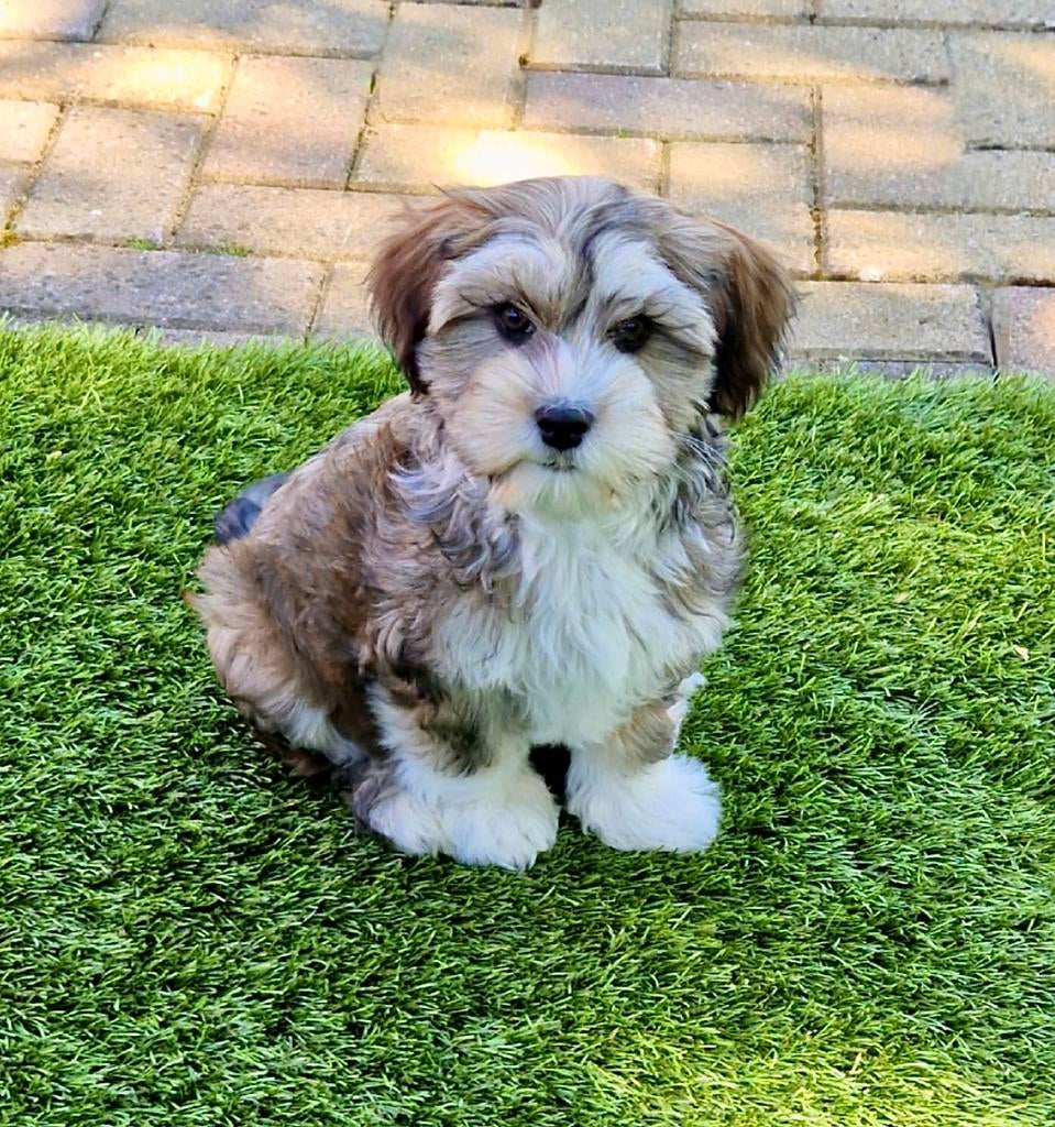 Boomer pups, Dieren en Toebehoren, Parvo, Nederland, Overige rassen, 8 tot 15 weken