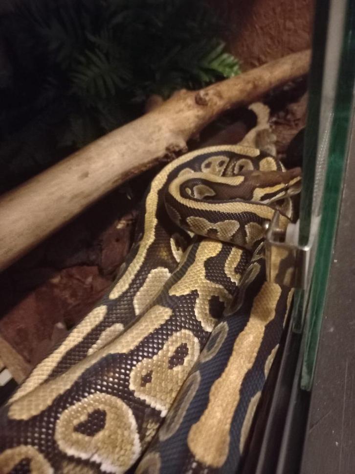 Koningspython vrouwtje 2023 Ball Python - female for sale from Bas