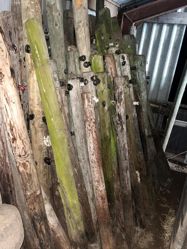 houten palen, Weidegang