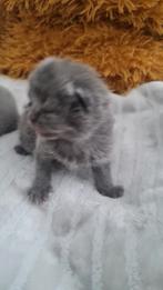 Britse korthaar kittens, Meerdere dieren