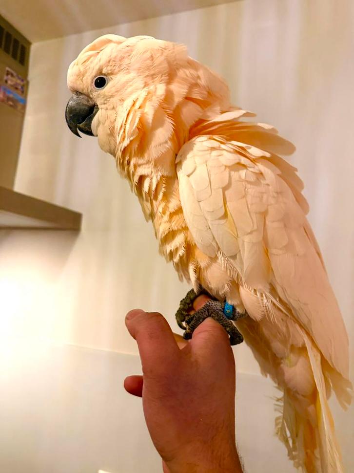 Molukken kaketoe, Dieren en Toebehoren, Vogels | Parkieten en Papegaaien, Papegaai, Vrouwelijk, Pratend, Tam, Geringd