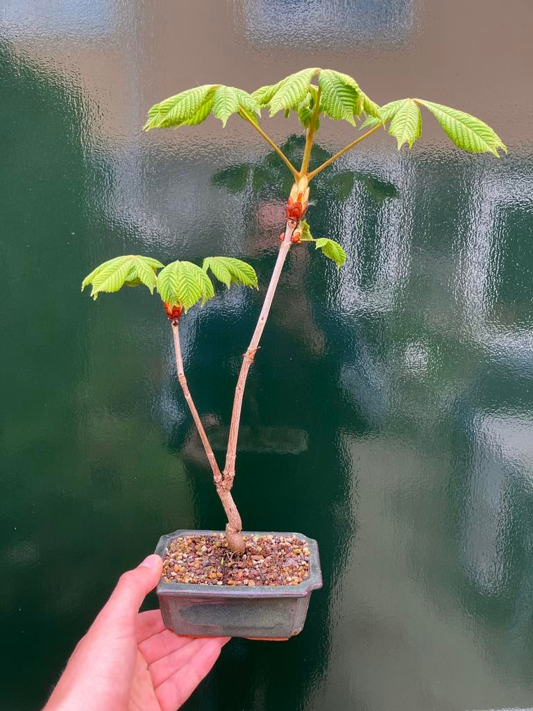 Kastanje Bonsai, Halfschaduw, Overige soorten, Lente, Minder dan 100 cm