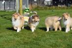 Schotse collie pups, Dieren en Toebehoren, 15 weken tot 1 jaar, Buitenland, Collie, Parvo