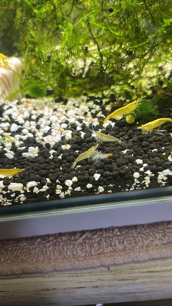Mooie gele garnalen, Dieren en Toebehoren, Vissen | Aquariumvissen, Kreeft, Krab of Garnaal