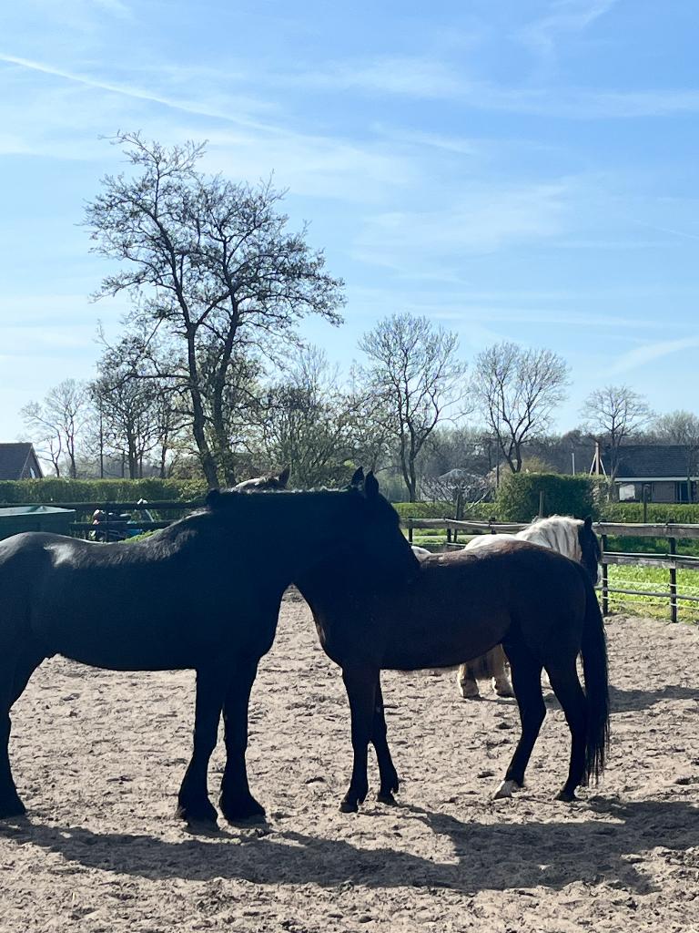 Stalling vrij per 1 juni  Heemskerk, Stal, Priscillaleeuwen@gmail.com, Heemskerk, Stalling