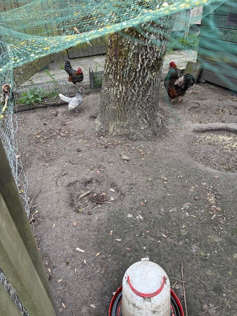 Kippen te koop, Meerdere dieren, Kip