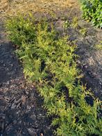 Thuja brabant, Ophalen of Verzenden, Conifeer, Minder dan 100 cm