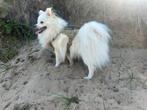 Kleine pomeriaan zoekt baasje, Particulier, 1 tot 2 jaar, Buitenland, Eén hond