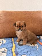 Te koop langharige kleine chiwawa’s pups, België, Particulier, 8 tot 15 weken, Parvo