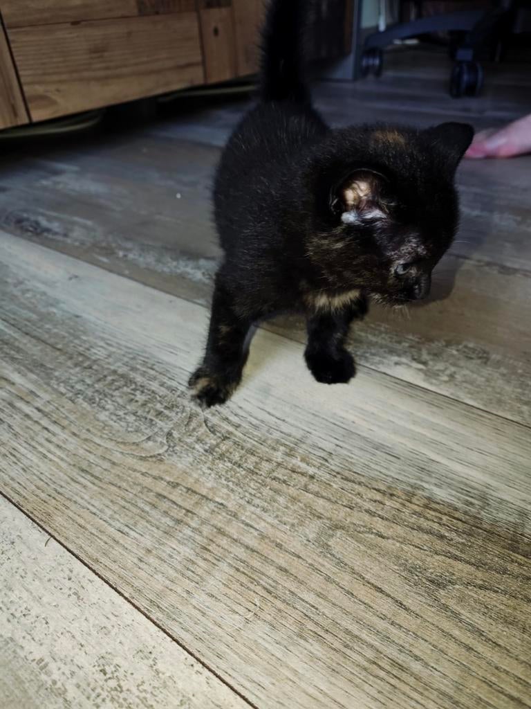 Laatste kitten, Poes, 0 tot 2 jaar