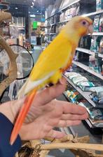 Pyrrhuras lutino,s super lief en super tam., Dieren en Toebehoren, Vogels | Parkieten en Papegaaien, Meerdere dieren, Papegaai