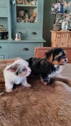 Yorkshire Terriër biewer, Dieren en Toebehoren, 8 tot 15 weken, Parvo, Meerdere, Nederland