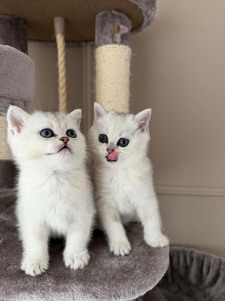 “Schattige kittens te koop”, Dieren en Toebehoren, Katten en Kittens | Overige Katten, Kater, Kortharig, 0 tot 2 jaar
