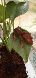 Baby wimpergekko in nieuw terrarium, Hagedis, 0 tot 2 jaar