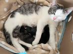 4 mooie gestreepte kittens, Kortharig, Poes