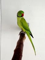 Halsbandparkiet Opaline Groen split Bleekstaart split Blauw, Dieren en Toebehoren, Vogels | Parkieten en Papegaaien, Mannelijk