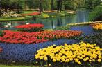 Lisse, Keukenhof, Verzamelen, Ansichtkaarten | Nederland, Ophalen of Verzenden, Gelopen, Zuid-Holland