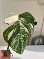 Monstera variegata stek met 2 wortels (2), Huis en Inrichting, Kamerplanten, Overige soorten, Minder dan 100 cm, Ophalen of Verzenden