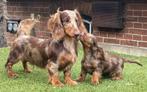 Teckel standaard choco merle volwassen dekreu te koop 1000€, Dieren en Toebehoren, Honden | Teckels en Dashonden, Standaard, Buitenland