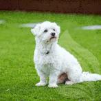 Kunstgras Outlet Brabant, Ophalen, Nieuw, 20 m² of meer, Kunstgras