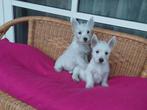 Westy pups  , west  highland white terier pups, Dieren en Toebehoren, Honden | Jack Russells en Terriërs, Nederland, Overige rassen