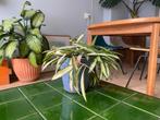 Kamerplant - Hoya Wayetti Tricolor, Ophalen of Verzenden, Overige soorten, Minder dan 100 cm