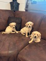 Schitterende mooie Raszuivere Labrador pups-ouders stamboom, Dieren en Toebehoren, Honden | Retrievers, Spaniëls en Waterhonden