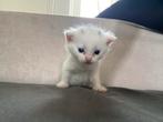 Kittens!, Meerdere dieren, Kortharig, 0 tot 2 jaar