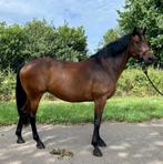 Mooie 7 jarige merrie, Dieren en Toebehoren, Paarden, Merrie