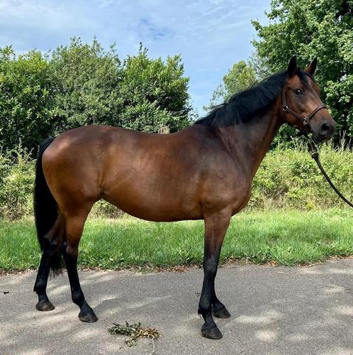 Mooie 7 jarige merrie, Dieren en Toebehoren, Paarden, Merrie