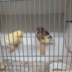 Glosters, Dieren en Toebehoren, Vogels | Kanaries, Meerdere dieren, Kleurkanarie