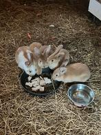 Konijn, Meerdere dieren, Middelgroot, Hangoor