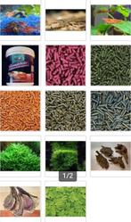 Garnalen starterspakket actieprijs € 53,40, Dieren en Toebehoren, Vissen | Aquariumvissen, Kreeft, Krab of Garnaal, Zoetwatervis