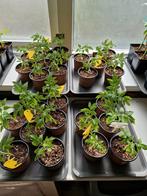 Moestuin planten, Ophalen, Volle zon, Groenteplanten, Eenjarig