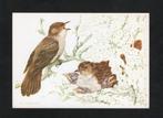 Nachtegaal Luscinia Megarhynchos door Ko v.d. Broecke., Ophalen of Verzenden, 1980 tot heden, Ongelopen, Vogel