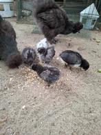 Kuikens zijdehoen gemengd met Australorp, Dieren en Toebehoren, Pluimvee, Geslacht onbekend, Kip
