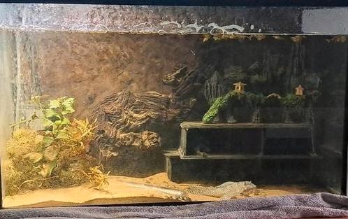 Kweekgroep L333, Dieren en Toebehoren, Vissen | Aquariumvissen, Zoetwatervis, Vis, Schoolvis