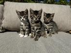 3 kleine dametjes op zoek naar een huisje, Dieren en Toebehoren, Katten en Kittens | Overige Katten, Kortharig, 0 tot 2 jaar, Poes