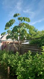 Tetrapanax Papyrifer oftewel Rijstpapier plant, Tuin en Terras, Planten | Tuinplanten, Overige soorten, Volle zon, Vaste plant