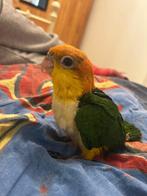Super tamme jonge roestkop caiques., Dieren en Toebehoren, Vogels | Parkieten en Papegaaien, Papegaai, Geringd