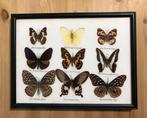 Vlinders in lijst taxidermie, Ophalen of Verzenden, Zo goed als nieuw, Insect, Opgezet dier