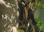L144 Snow White Ancistrus, Dieren en Toebehoren, Vis, Zoetwatervis