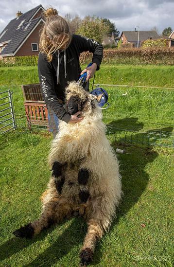 Wol van de wallische swartnase beschikbaar voor biedingen