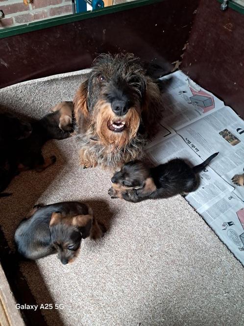 Ruwharige teckelpups nog 2 reutjes, Dieren en Toebehoren, Honden | Teckels en Dashonden, Meerdere dieren, Particulier, Eén hond
