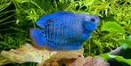 dwerg gourami neon €4,95, Dieren en Toebehoren, Vis, Zoetwatervis