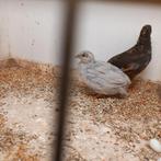 Chinese dwergkwartels koppel,natuurbroed 2025., Dieren en Toebehoren, Vogels | Kanaries, Meerdere dieren, Kleurkanarie