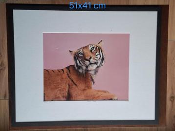 Kunstprint Candy Tiger - Guillaume Dutreix beschikbaar voor biedingen